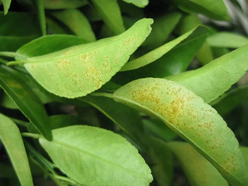 葉面積指數(shù)儀可準(zhǔn)確測量葉片的葉面積