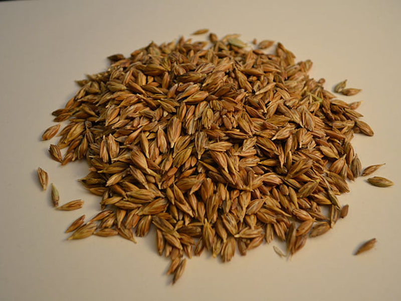 黃曲霉毒素定量檢測(cè)儀快速定量檢測(cè)糧食安全！