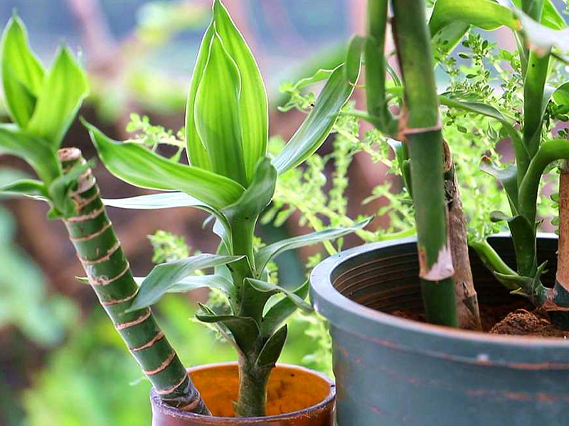 土壤氮、磷、鉀檢測(cè)器