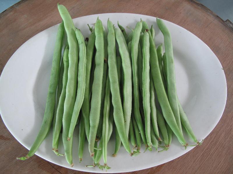 農(nóng)藥殘留檢測(cè)儀，檢測(cè)四季豆農(nóng)藥殘留含量