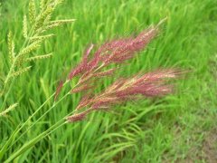 糧食安全檢測(cè)儀器，糧食重金屬檢測(cè)儀