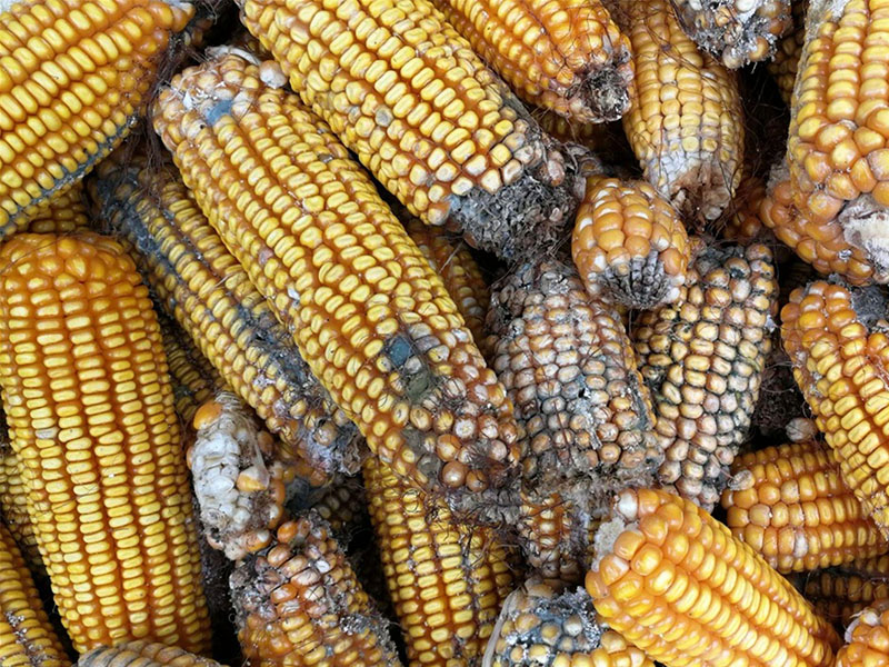 云唐真菌毒素檢測(cè)設(shè)備，嘔吐毒素檢測(cè)儀