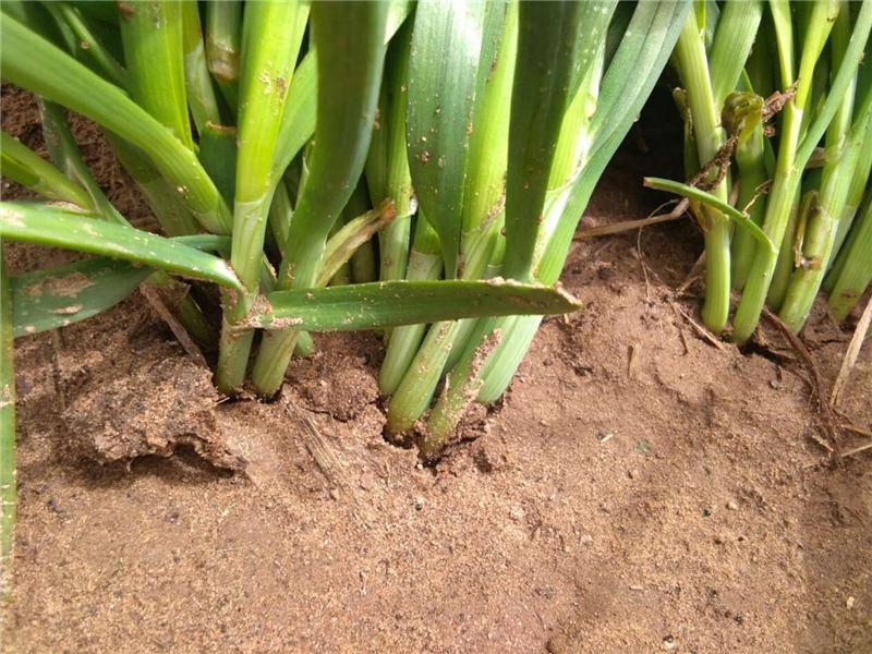 植物莖稈強(qiáng)度測定儀，對作物栽培提供幫助