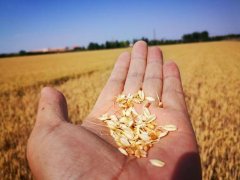 糧食水分測(cè)量?jī)x，為小麥提供合理存儲(chǔ)時(shí)間