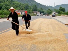 小麥什么時間儲存*合適？糧食水分測量儀來解答
