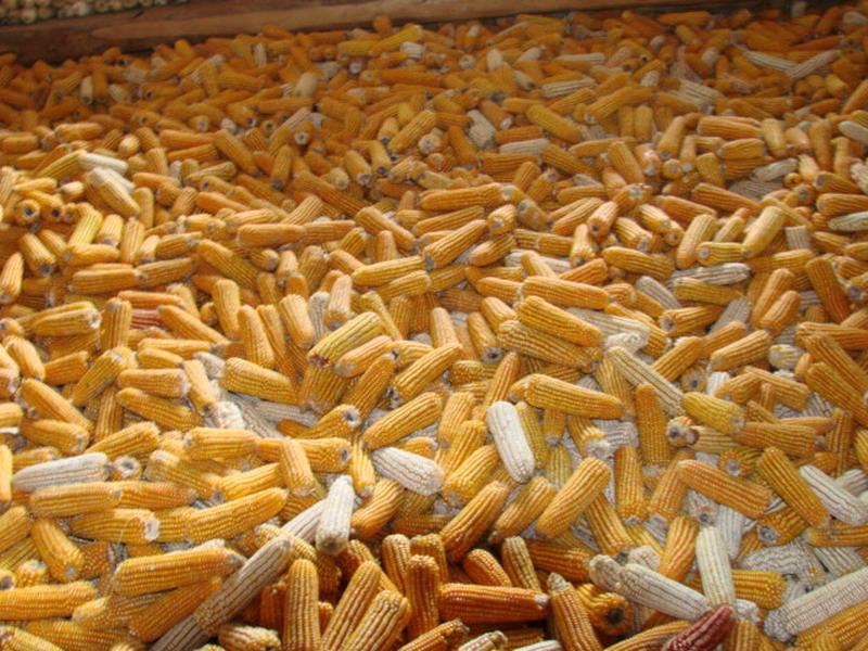 糧食的水分含量，對(duì)存儲(chǔ)糧食有什么影響
