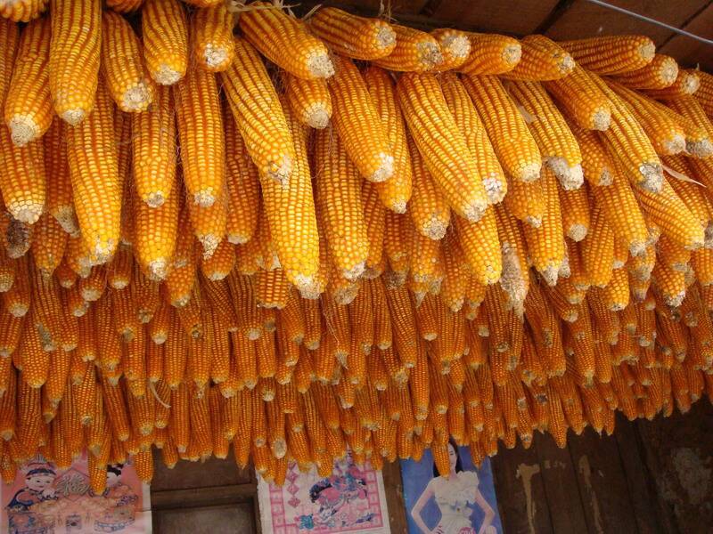 糧食安全檢測儀，可檢測糧食中是否含有大米增白劑