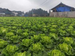 便攜式植物營養(yǎng)測定儀，對農(nóng)業(yè)種植有什么幫助？